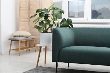 Canavar bitkisi ve rahat kanepesi olan şık bir oda. İç tasarım