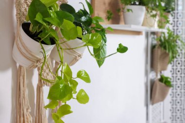 Beyaz duvardaki farklı ev bitkileri, seçici odaklanma. Metin için boşluk