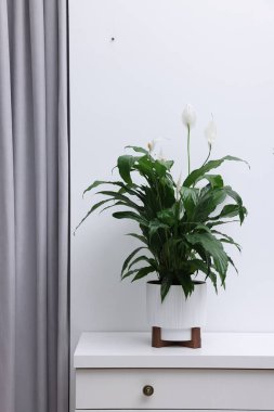 Beyaz duvarın yanındaki masada çiçekli güzel spathiphyllum (barış zambağı) bitkisi