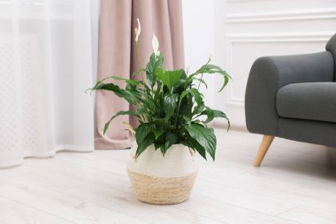 Evinde çiçekli güzel spathiphyllum (barış zambağı) bitkisi