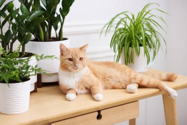 Şirin kızıl kedi ve ahşap masa üzerindeki farklı ev bitkileri.