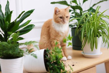 Kızıl kedi, ev bitkisinin neredeyse devrilmesine ramak kalmıştı.