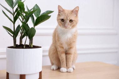 Hoş bir kızıl kedi ve ev bitkisi.