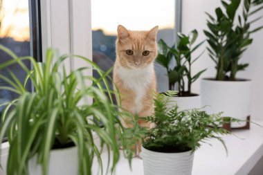 Tatlı kızıl kedi ve pencerenin pervazında farklı bitkiler.