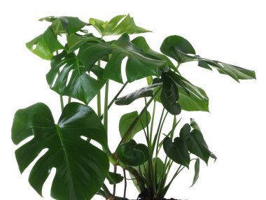 Beyaz yapraklı güzel filodendron bitkisi