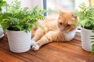 Tatlı kızıl kedi ve pencerenin yanında farklı bitkiler.