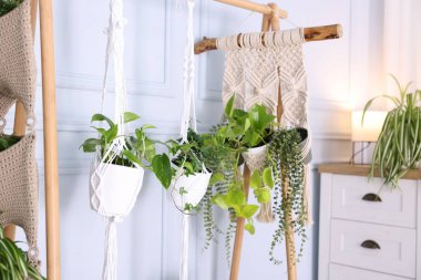 İçerideki raflardan sarkan farklı saksılar.