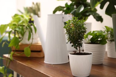 Farklı yeşil bitkiler ve sulama tenekeleri beyaz duvarın yanındaki ahşap masada, kapalı alanda.