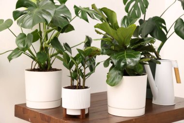 Farklı yeşil bitkiler ve sulama tenekeleri beyaz duvarın yanındaki ahşap masada, kapalı alanda.