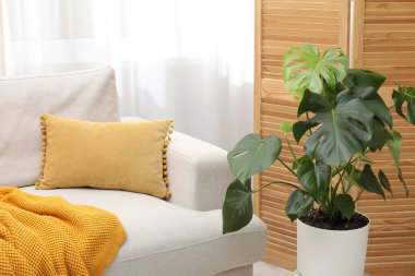 Canavar çiçekli şık bir oda ve rahat bir kanepe, yakın çekim.