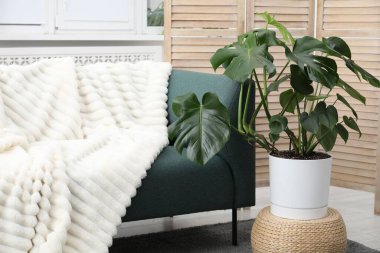 Canavar bitkisi ve rahat kanepesi olan şık bir oda.