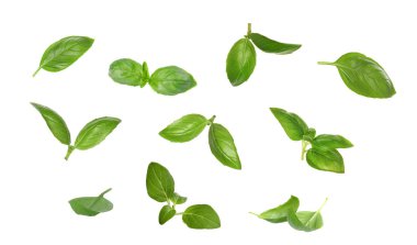 Beyaz arka planda taze yeşil fesleğen yaprakları, kolaj