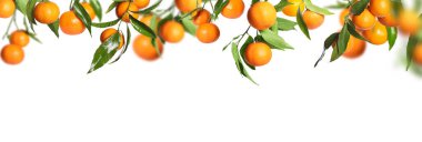 Beyaz arka planda yeşil yapraklı olgun mandallar. Pankart tasarımı