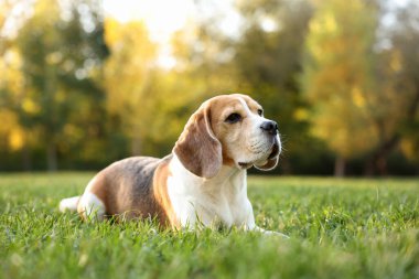 Sonbahar parkında yeşil çimlerde tatlı Beagle köpeği.