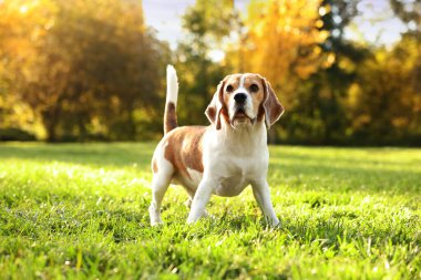 Güneşli bir günde sonbahar parkında tatlı Beagle köpeği, mesaj atmak için yer var.