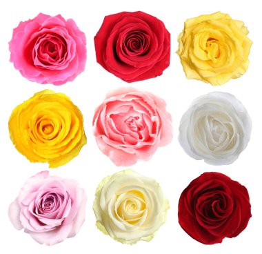 Beyaz üzerine izole edilmiş güzel güller koleksiyonu