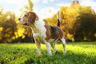 Güneşli bir günde sonbahar parkında sevimli Beagle köpeği.