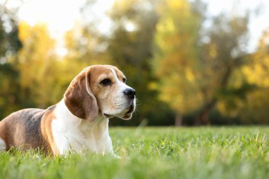 Sonbahar parkında yeşil çimlerde tatlı Beagle köpeği, mesaj için yer