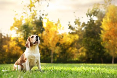 Sonbahar parkında yürüyüş yapan sevimli Beagle köpeği, mesaj için yer.
