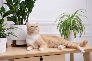 Şirin kızıl kedi ve ahşap masa üzerindeki farklı ev bitkileri.