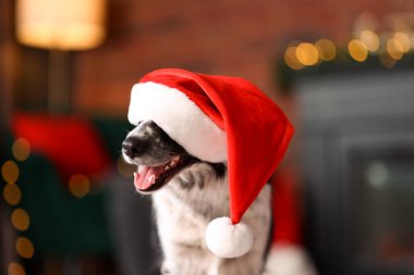 Evde Noel Baba şapkalı şirin bir köpek var. Noel atmosferi