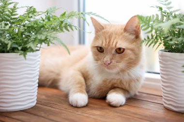 Tatlı kızıl kedi ve pencerenin yanında farklı bitkiler.