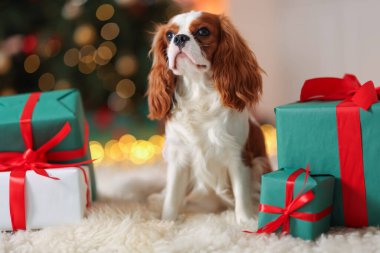 Evde, Noel hediye kutularının yanında sevimli bir köpek var.