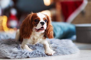 Noel için dekore edilmiş odada sevimli bir köpek, mesaj için de yer var.