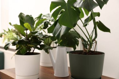 Farklı yeşil bitkiler ve sulama tenekeleri beyaz duvarın yanındaki ahşap masada, kapalı alanda.