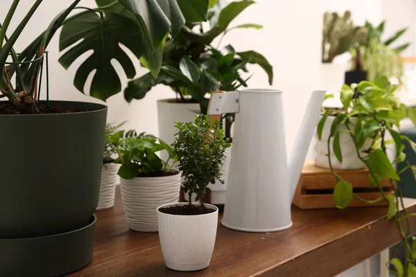 Farklı yeşil bitkiler ve sulama tenekeleri beyaz duvarın yanındaki ahşap masada, kapalı alanda.