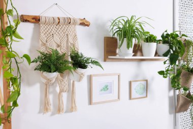 Kapıda asılı duran farklı saksı bitkileri.