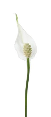 Güzel spathiphyllum (barış zambağı) çiçeği beyaz üzerinde izole