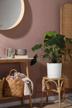 Canavar bitkisi ve dekorlu şık mobilyalar. İç tasarım