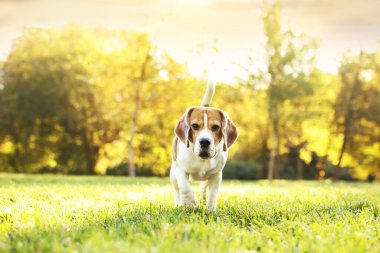 Sonbahar parkında yürüyüş yapan sevimli Beagle köpeği.