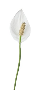 Güzel spathiphyllum (barış zambağı) çiçeği beyaz üzerinde izole