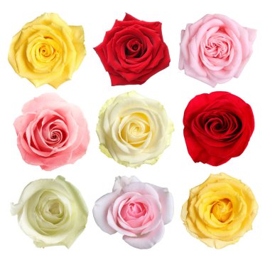 Beyaz üzerine izole edilmiş güzel güller koleksiyonu