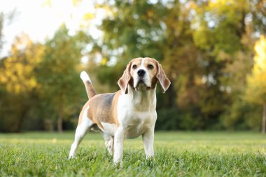 Sonbahar parkında yürüyüş yapan sevimli Beagle köpeği.