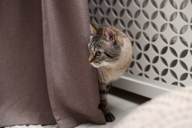 Evde kaloriferin yanında sevimli bir kedi var.