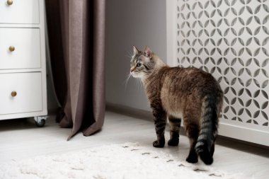 Evde kaloriferin yanında sevimli bir kedi var.