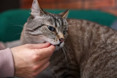 Evinde kedisini besleyen adam, yakın plan.
