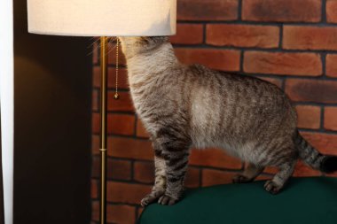 İçerideki tuğla duvarın yanındaki koltukta oturan sevimli kedi.