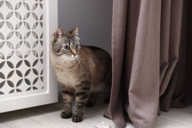 Evde kaloriferin yanında sevimli bir kedi var.