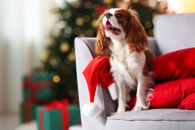 Evde koltuğunda Noel Baba şapkası olan şirin bir köpek, mesaj için yer var. Noel atmosferi