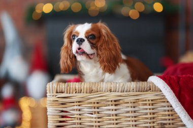 Hasır sepetin içinde Noel için dekore edilmiş sevimli bir köpek.