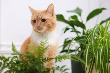 Tatlı kızıl kedi ve farklı ev bitkileri.
