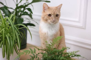 Şirin kızıl kedi ve ahşap masa üzerindeki farklı ev bitkileri.