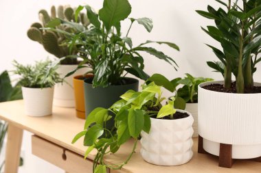 Beyaz duvarın yanındaki ahşap masada farklı yeşil bitkiler var.