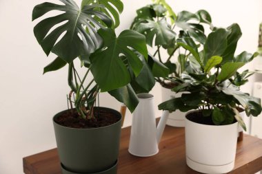 Farklı yeşil bitkiler ve sulama tenekeleri beyaz duvarın yanındaki ahşap masada, kapalı alanda.