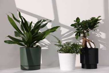 Beyaz duvarın yanındaki masada güzel saksılar var.