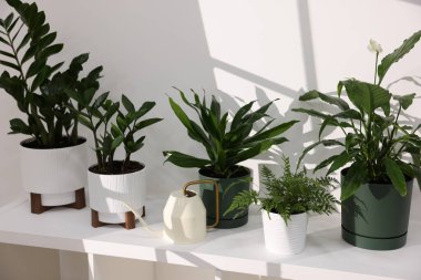 Güzel saksı çiçekleri ve su bidonu beyaz duvarın yanında.